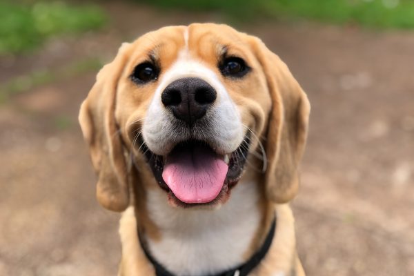 Qu’est-ce que la thérapie canine ? Le rôle du chien et les bienfaits sur les personnes en difficultés !