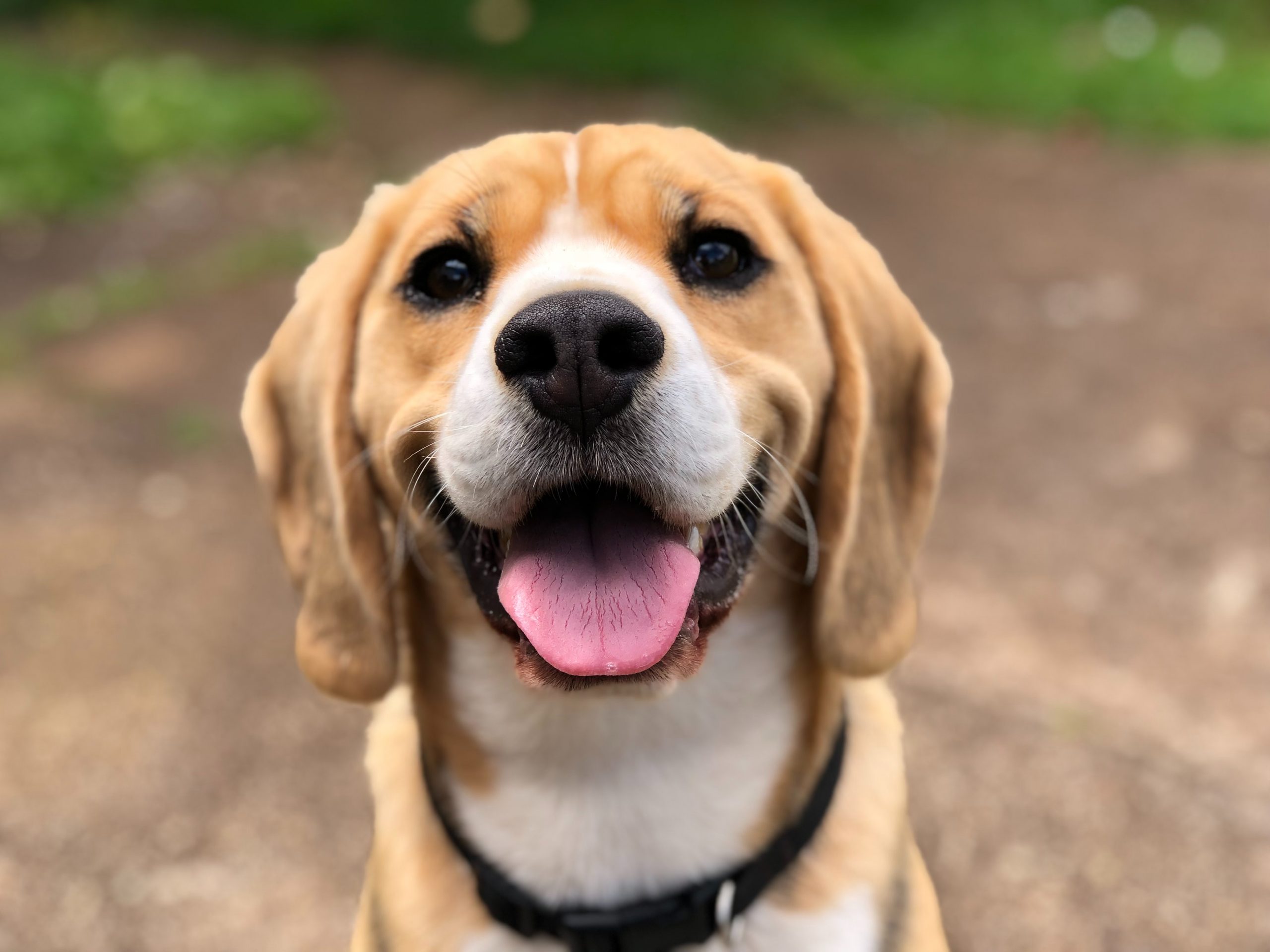thérapie canine