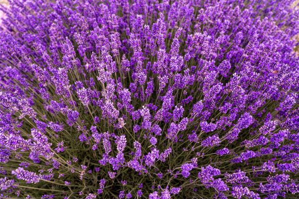 Herboristerie moderne: Soutien santé par les plantes