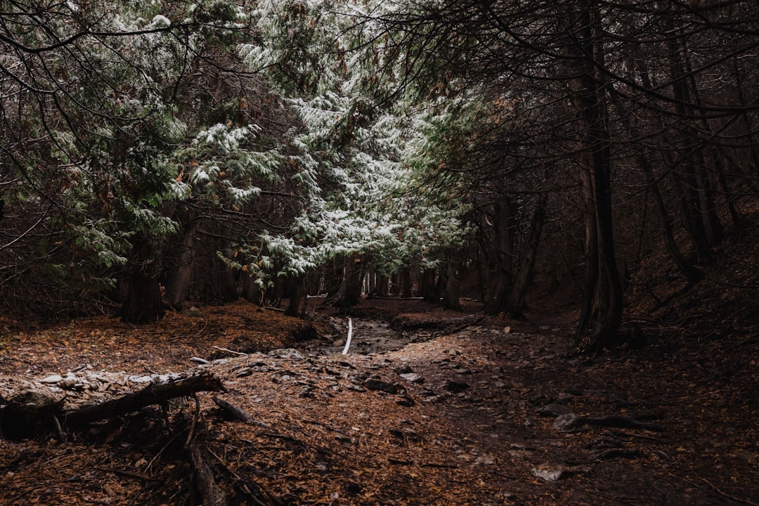 Photo Forest bathing